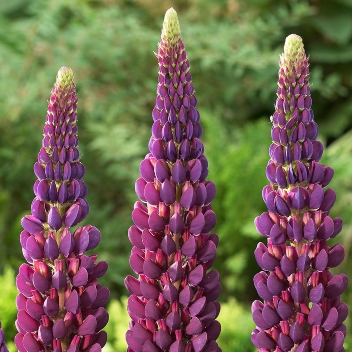 Gallery White Lupine (Lupinus ‘Gallery White’) Seeds - Lupine Seeds