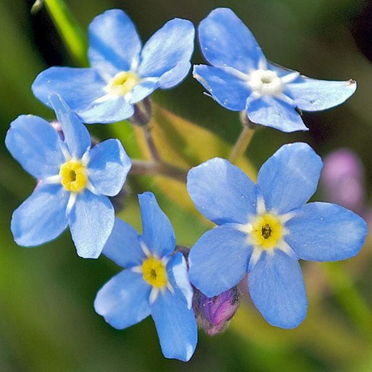 Myosotis (Forget-Me-Not) Seeds - Bee Friendly, Attracts Butterflies