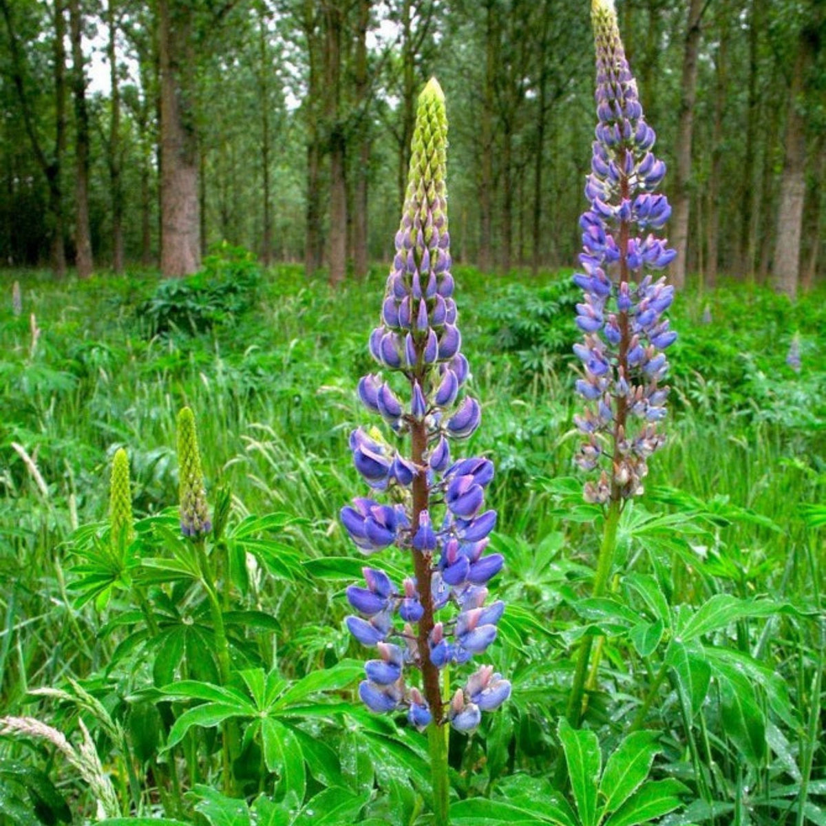 Lupinus Polyphyllus (Bigleaf Lupine) Seeds