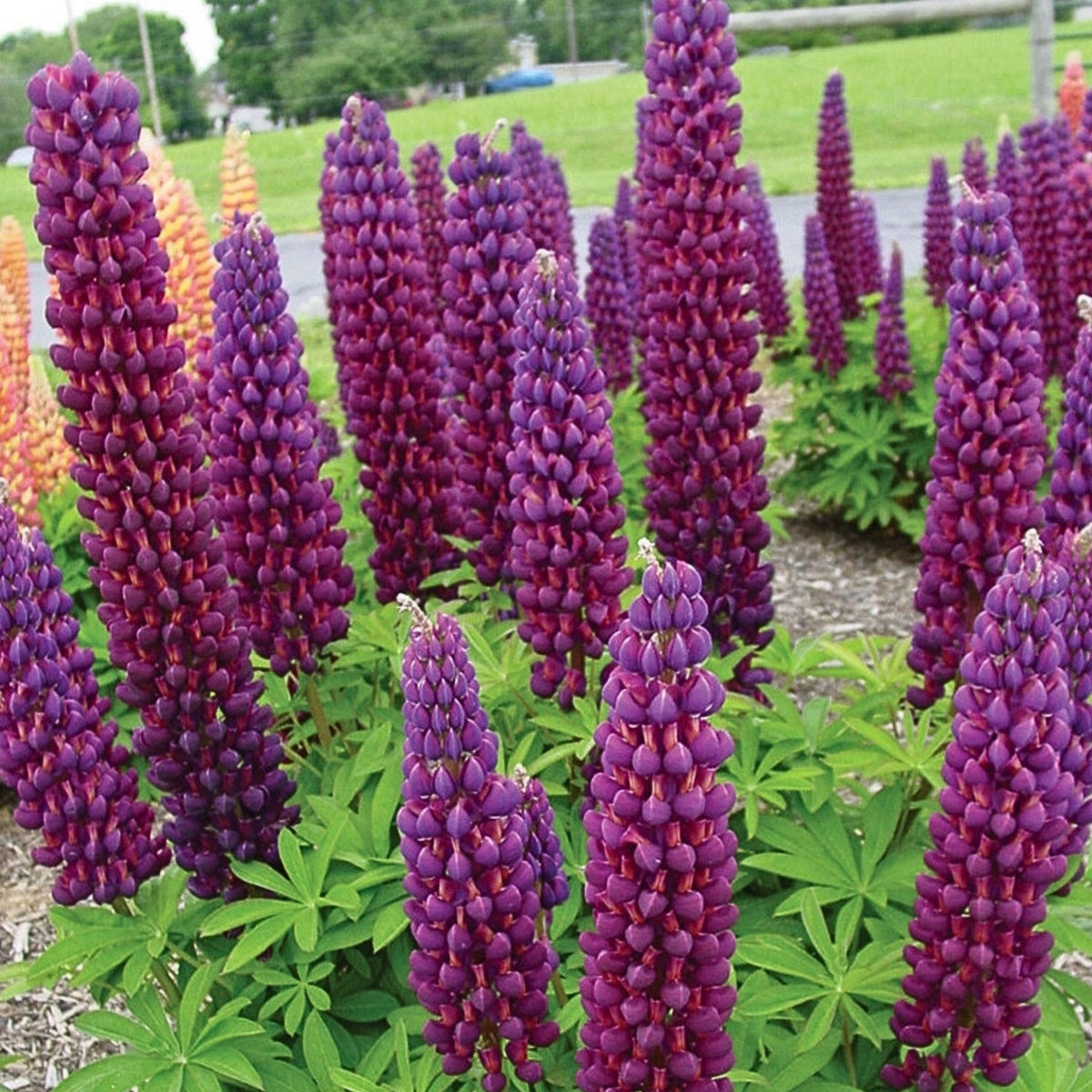 Gallery White Lupine (Lupinus ‘Gallery White’) Seeds - Lupine Seeds