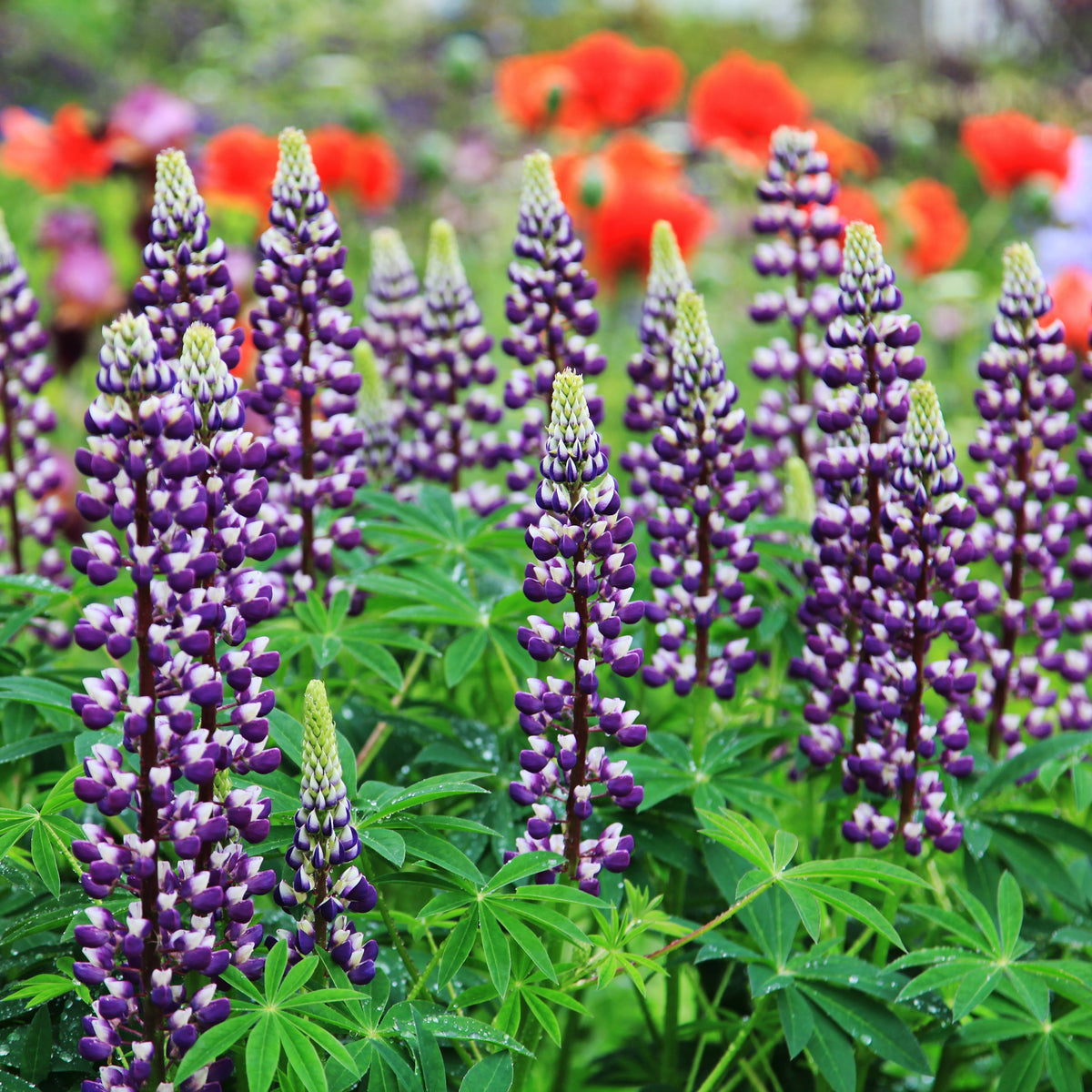 Lupinus ‘Purple Swirl’ (Lupine) Seeds