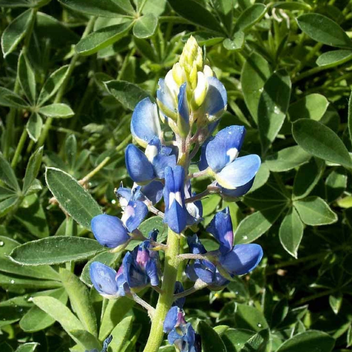 Lupinus Texensis (Texas Bluebonnet) Seeds