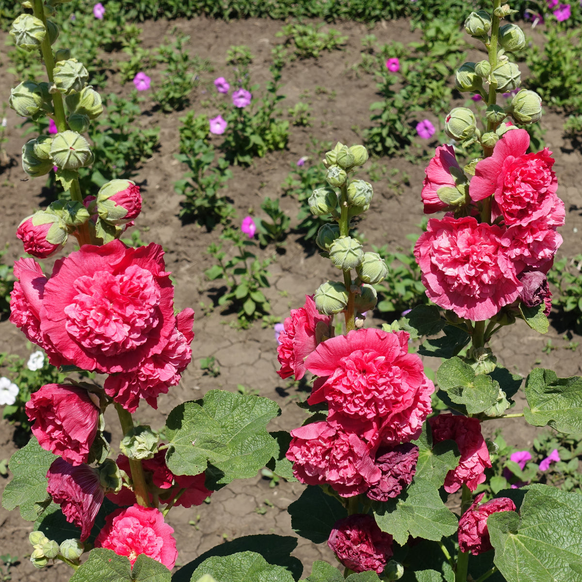 O Hara Hollyhock Seeds - Alcea Rosea Seeds, 20 seeds