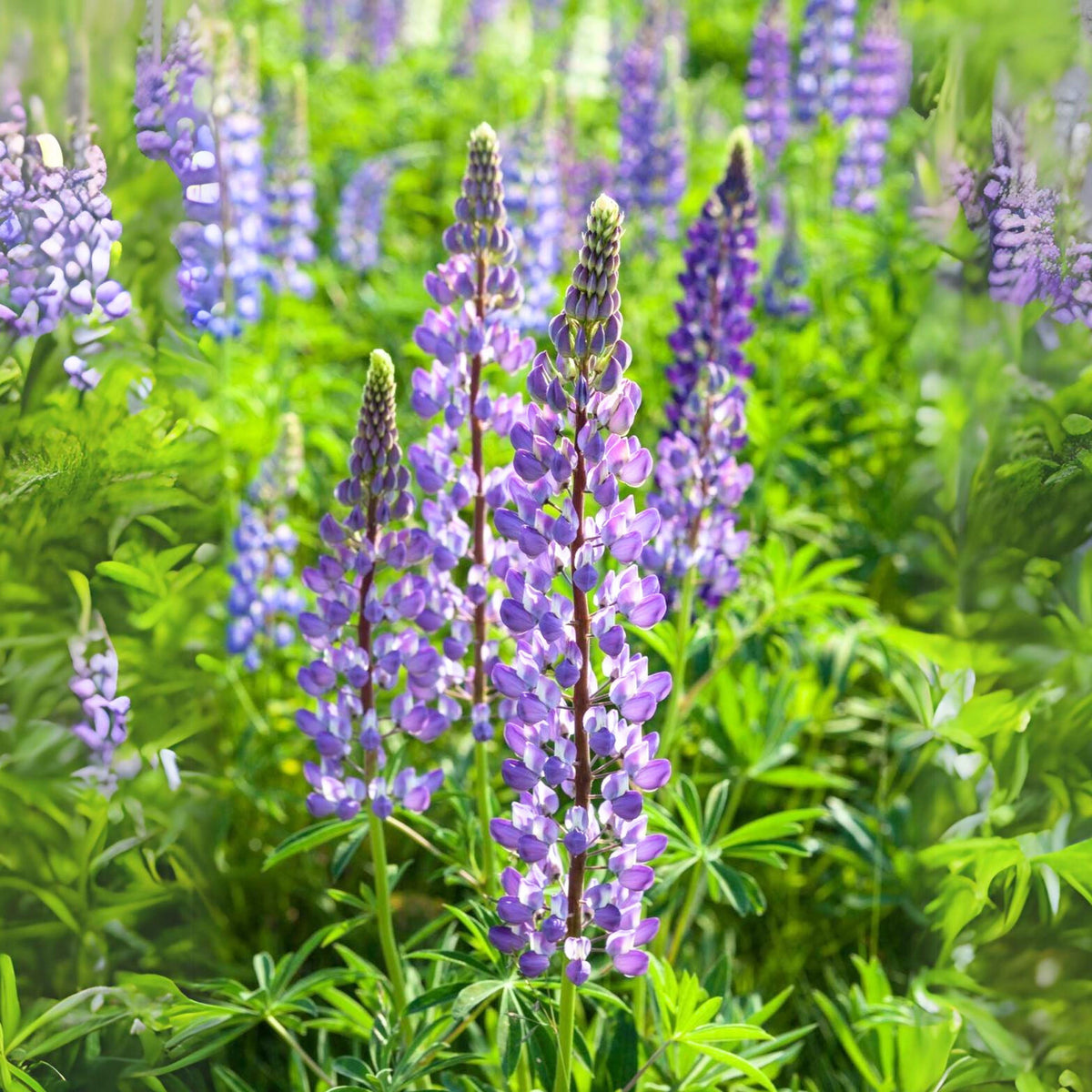 Lupinus Polyphyllus (Bigleaf Lupine) Seeds