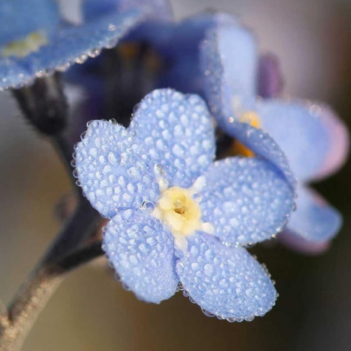 Myosotis (Forget-Me-Not) Seeds - Bee Friendly, Attracts Butterflies
