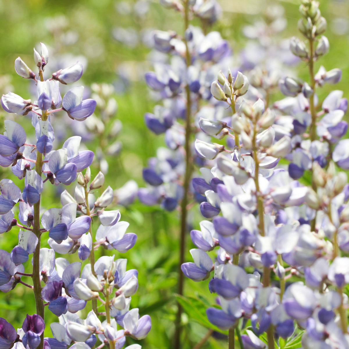 Lupinus Perennis (Wild Lupine) Seeds