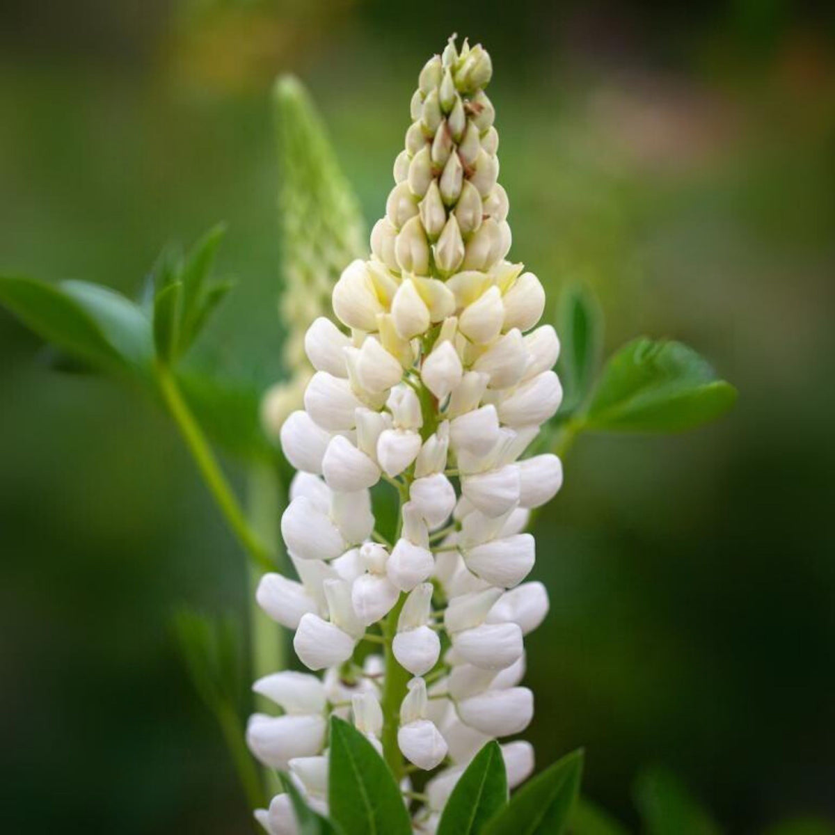 Noble Maiden Lupine Seeds - Bluebonnet