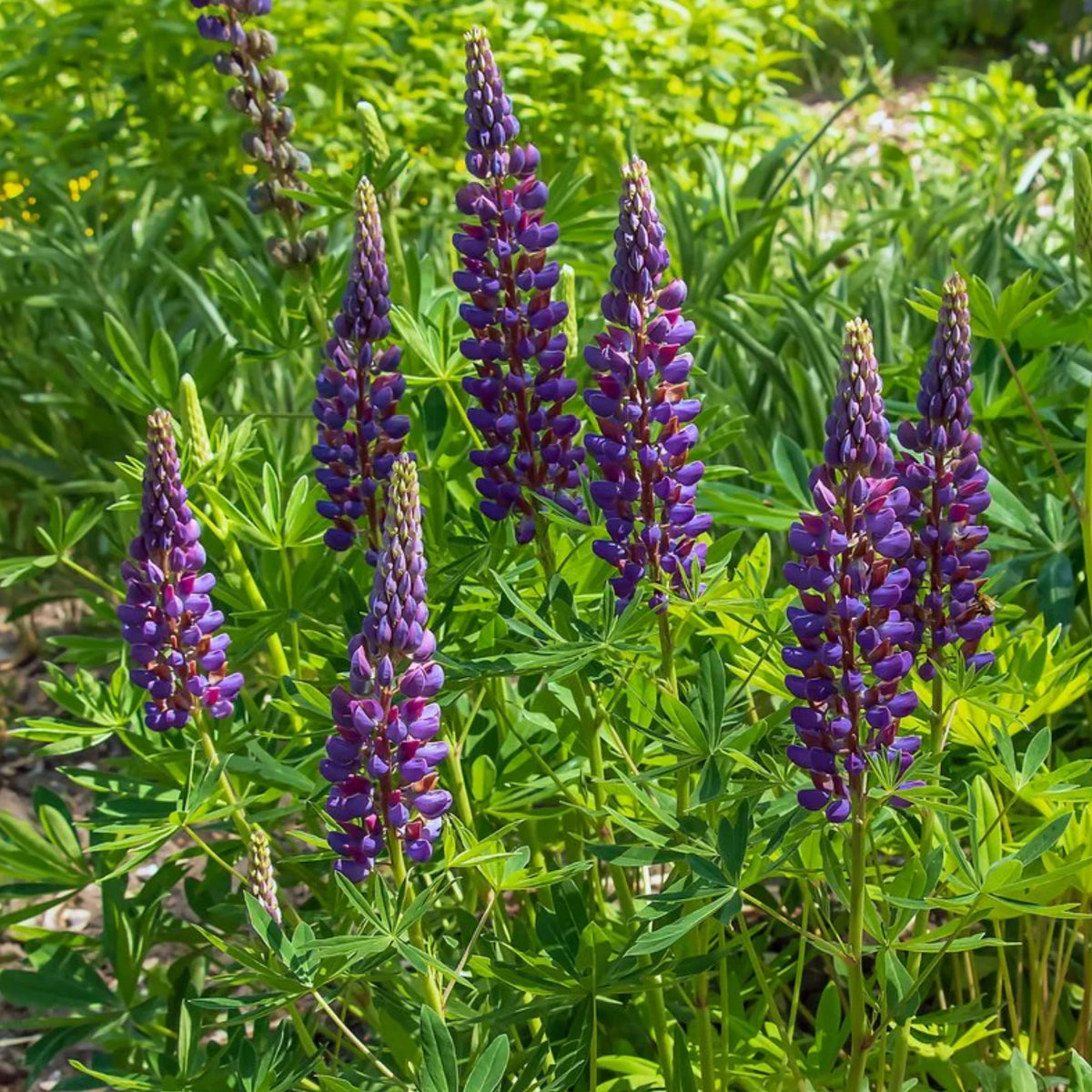 Masterpiece Lupine (Lupinus ‘Masterpiece’) Seeds - Lupine Seeds