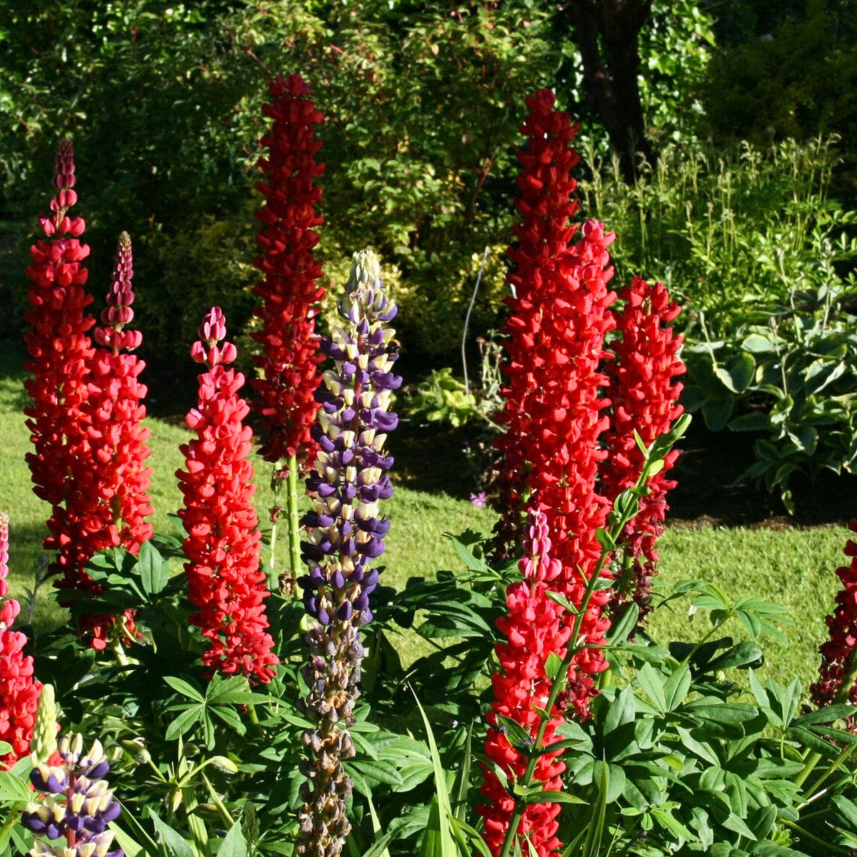 Lupinus ‘Beefeater’ (Lupine) Seeds