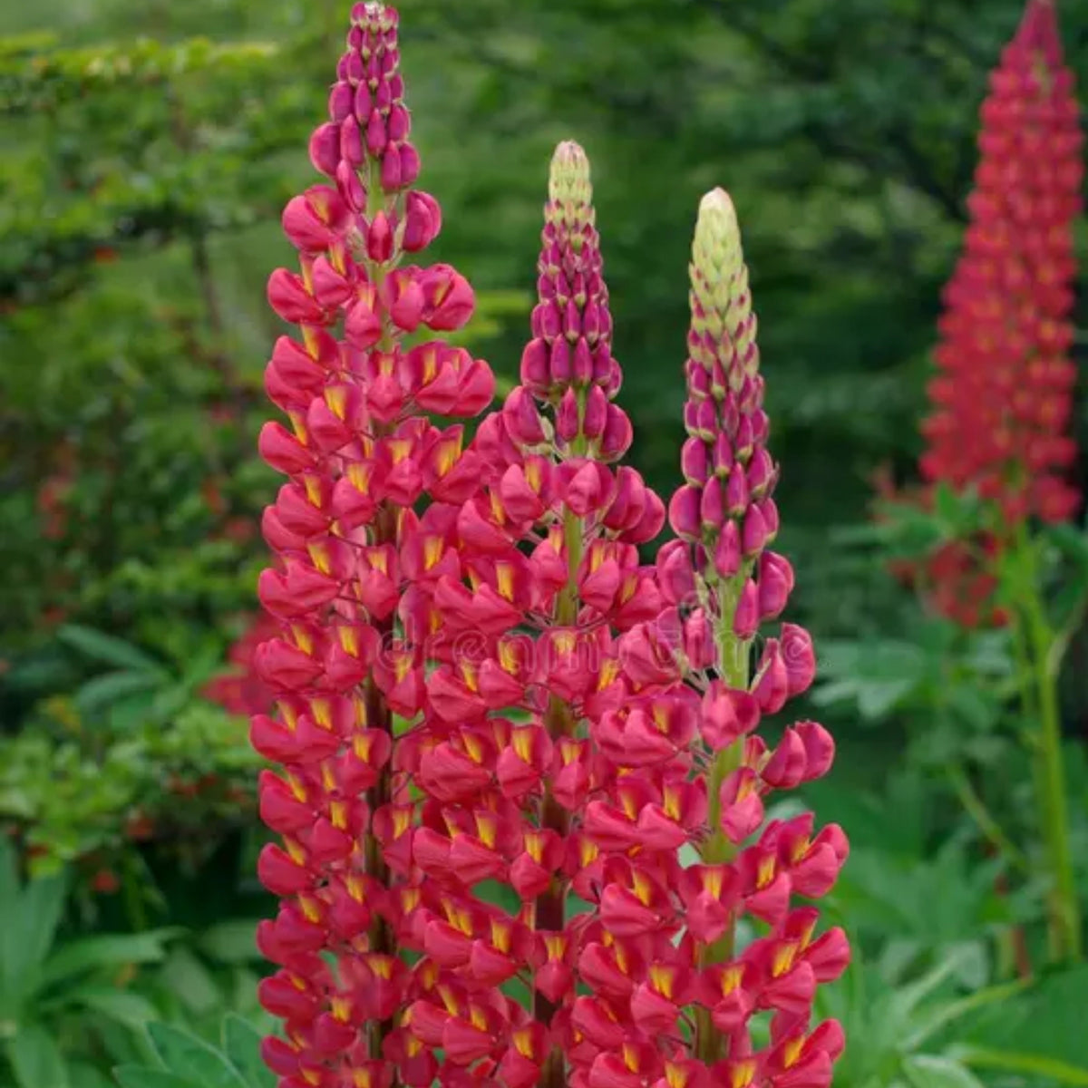 My Castle Lupine Seeds