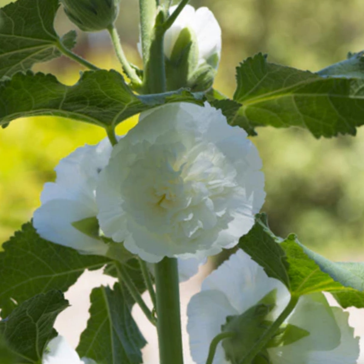 White the Bride Hollyhock Seeds - Alcea Rosea Seeds, 20 seeds