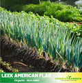 210 Seeds| American Flag Leek Seeds - Giant Musselburgh – Heirloom, Non-GMO, Mild Onion Flavor, Easy to Grow, Long White Stems, Great for Soups, Stews, Roasting, Cool Season Garden Vegetable#7016
