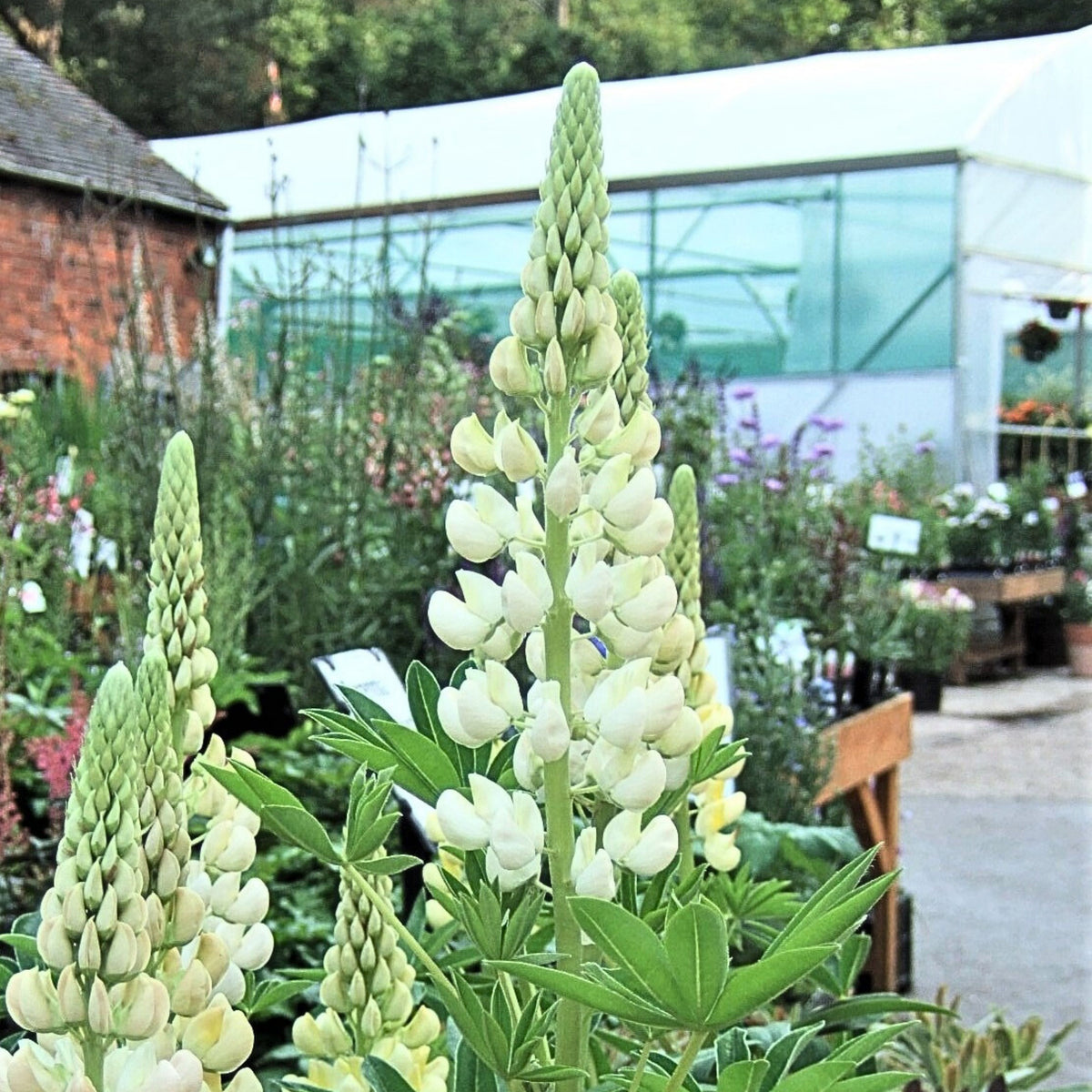 Noble Maiden Lupine Seeds