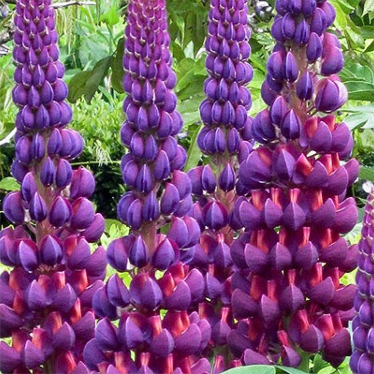 Gallery White Lupine (Lupinus ‘Gallery White’) Seeds