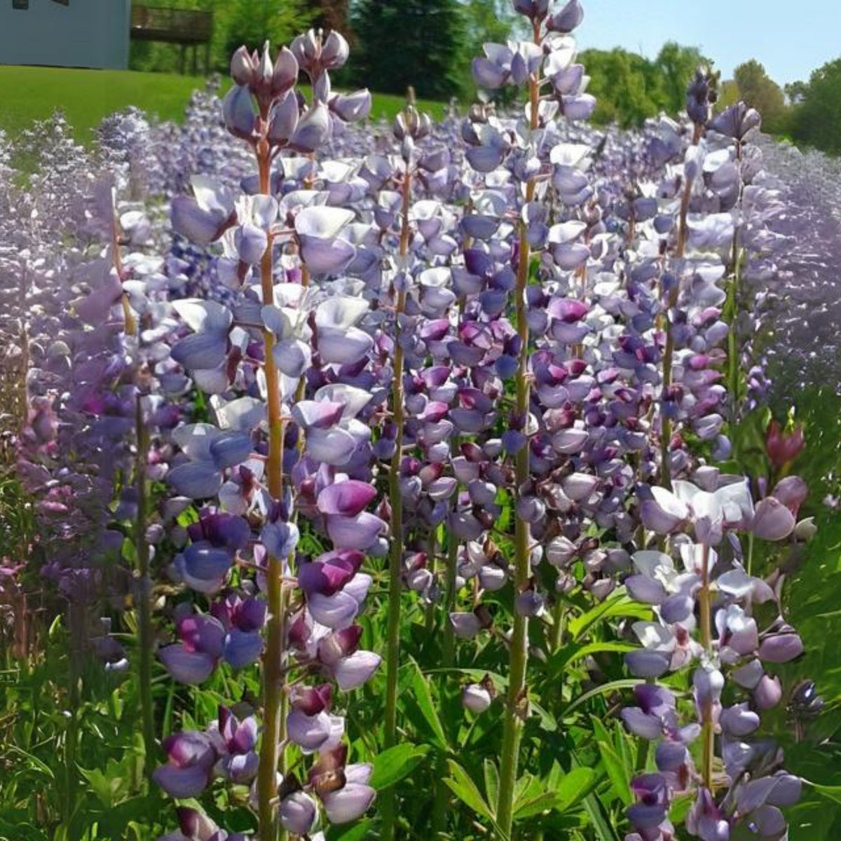 Lupinus Perennis (Wild Lupine) Seeds