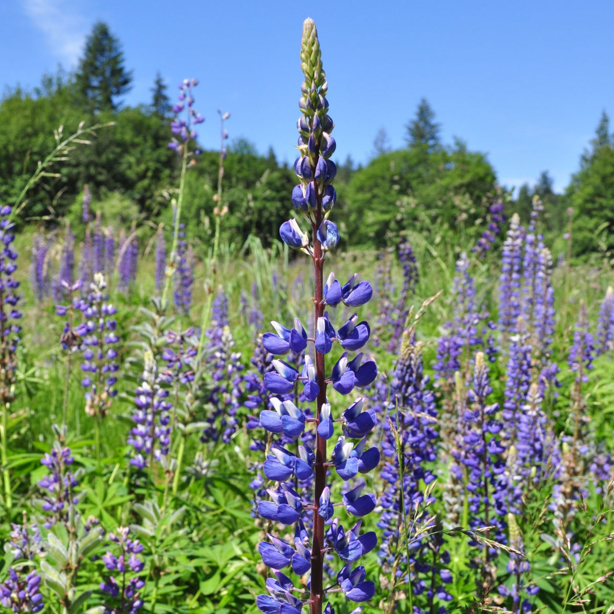 Lupinus Polyphyllus (Bigleaf Lupine) Seeds