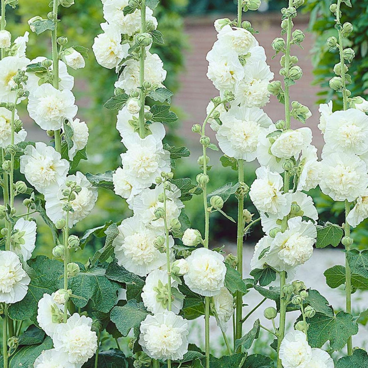 White the Bride Hollyhock Seeds - Alcea Rosea Seeds, 20 seeds