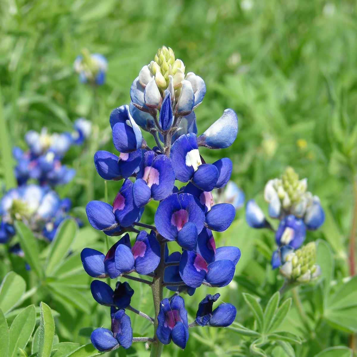 Lupinus Texensis (Texas Bluebonnet) Seeds