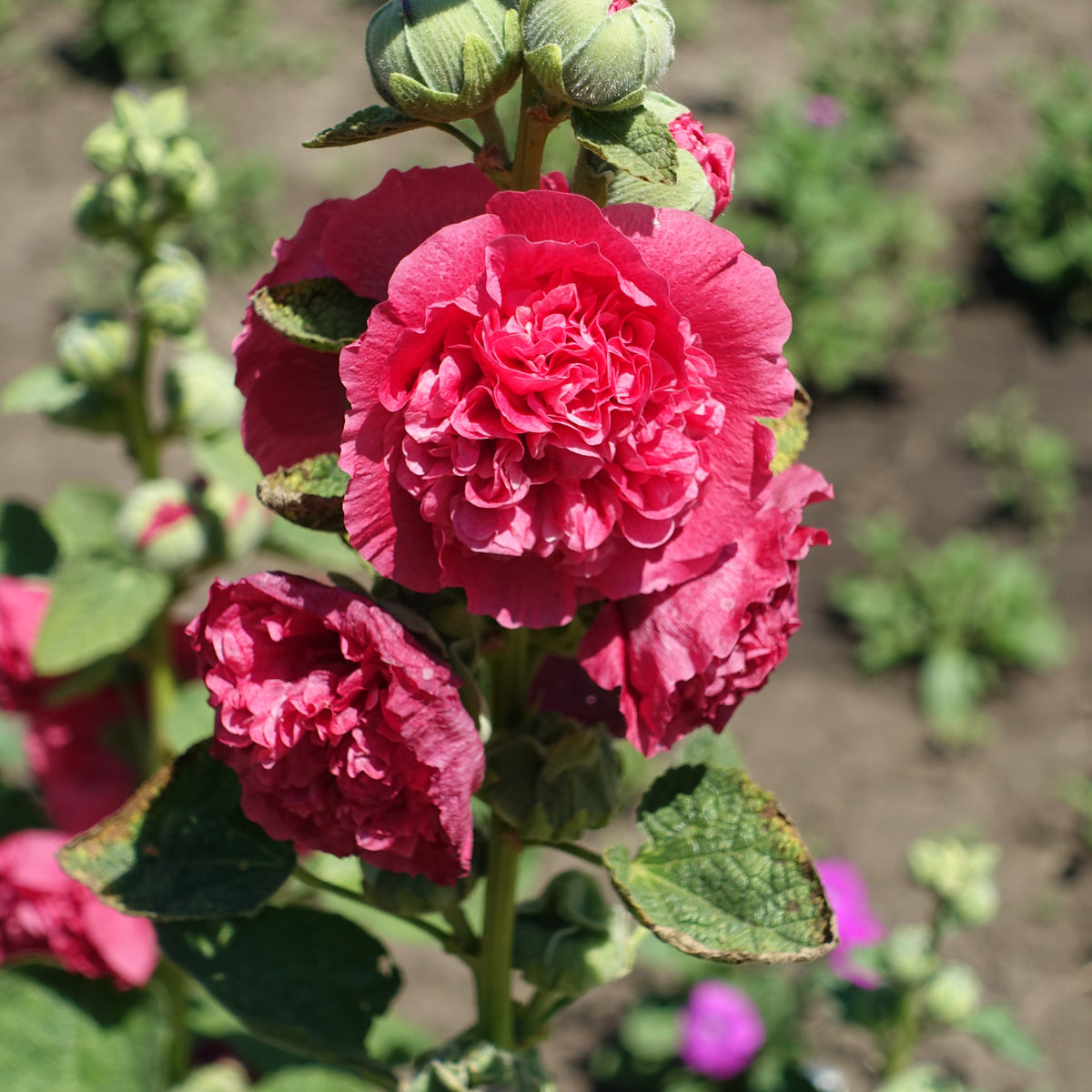 O Hara Hollyhock Seeds - Alcea Rosea Seeds, 20 seeds