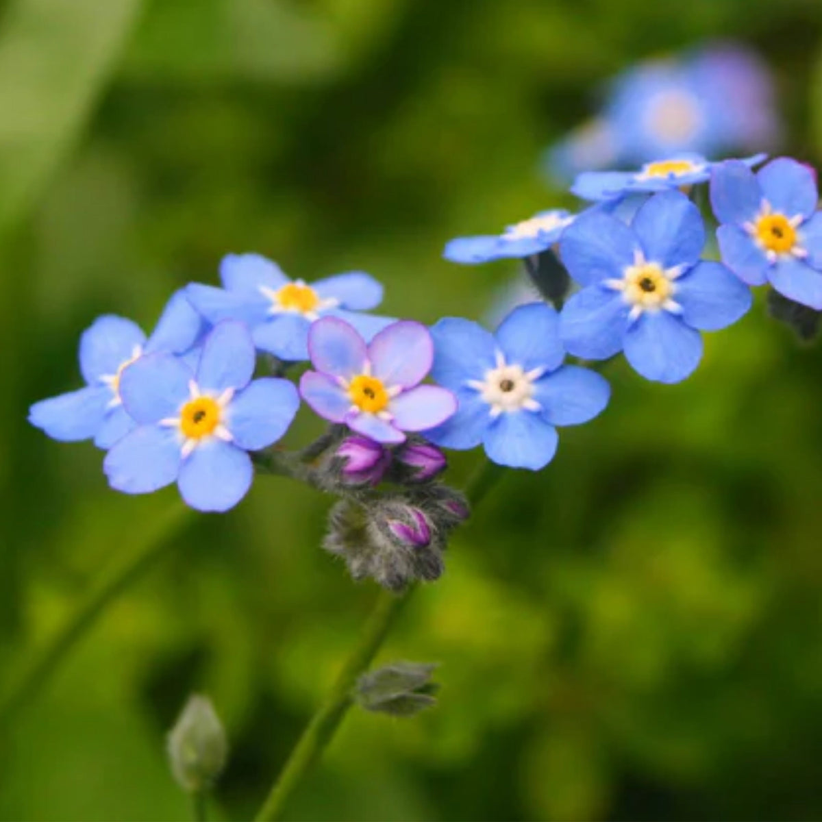 Myosotis (Forget-Me-Not) Seeds - Sylvatica