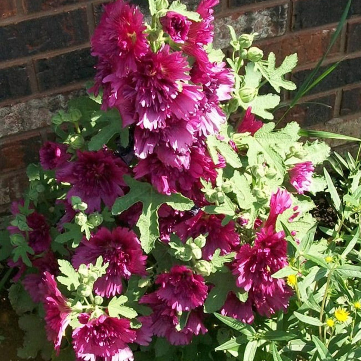Queeny Purple Hollyhock Seeds - Alcea Rosea Seeds, 20 seeds