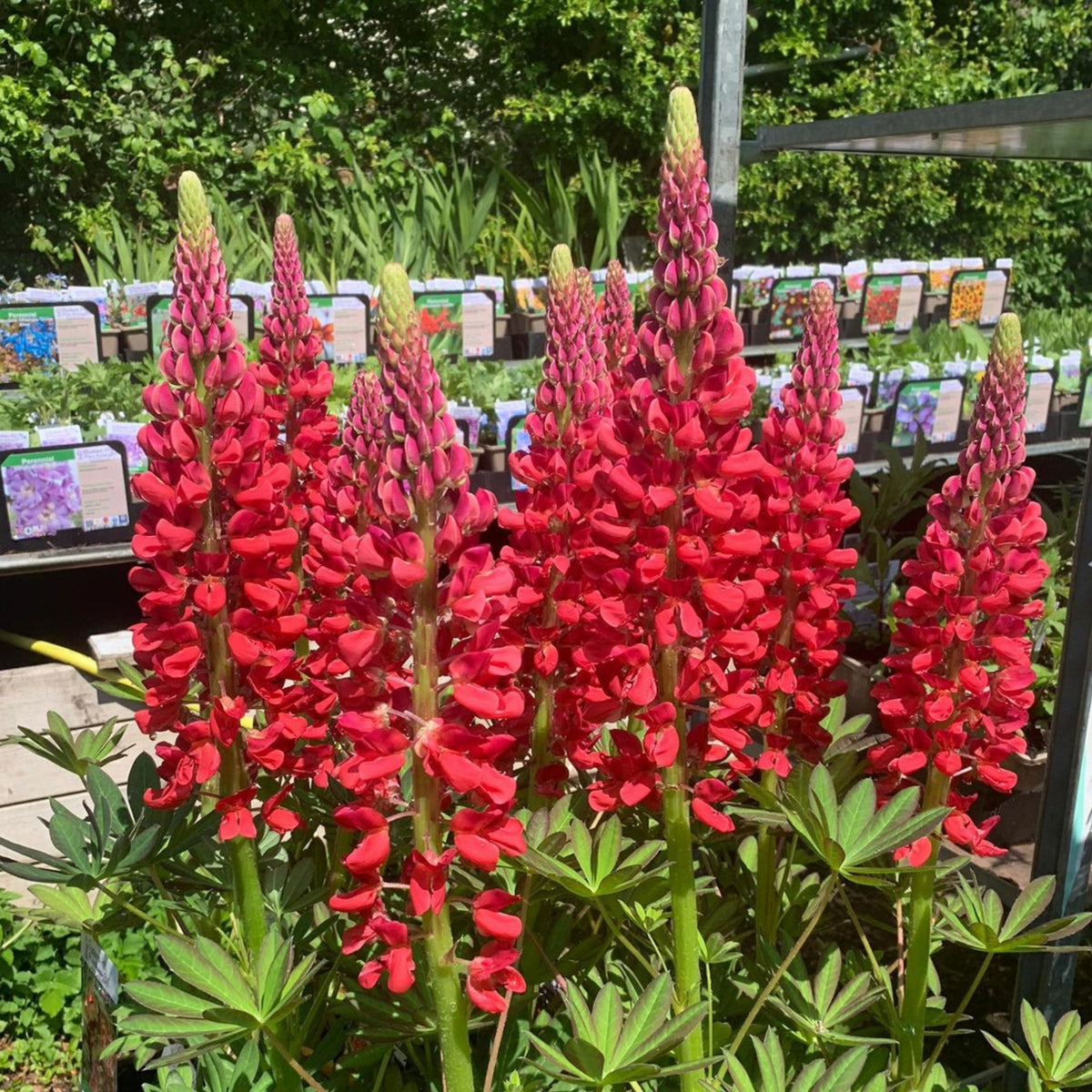 Lupinus ‘Beefeater’ (Lupine) Seeds