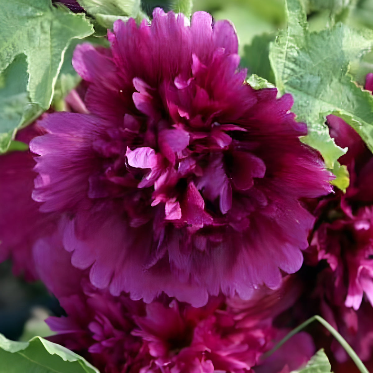 Queeny Purple Hollyhock Seeds - Alcea Rosea Seeds, 20 seeds
