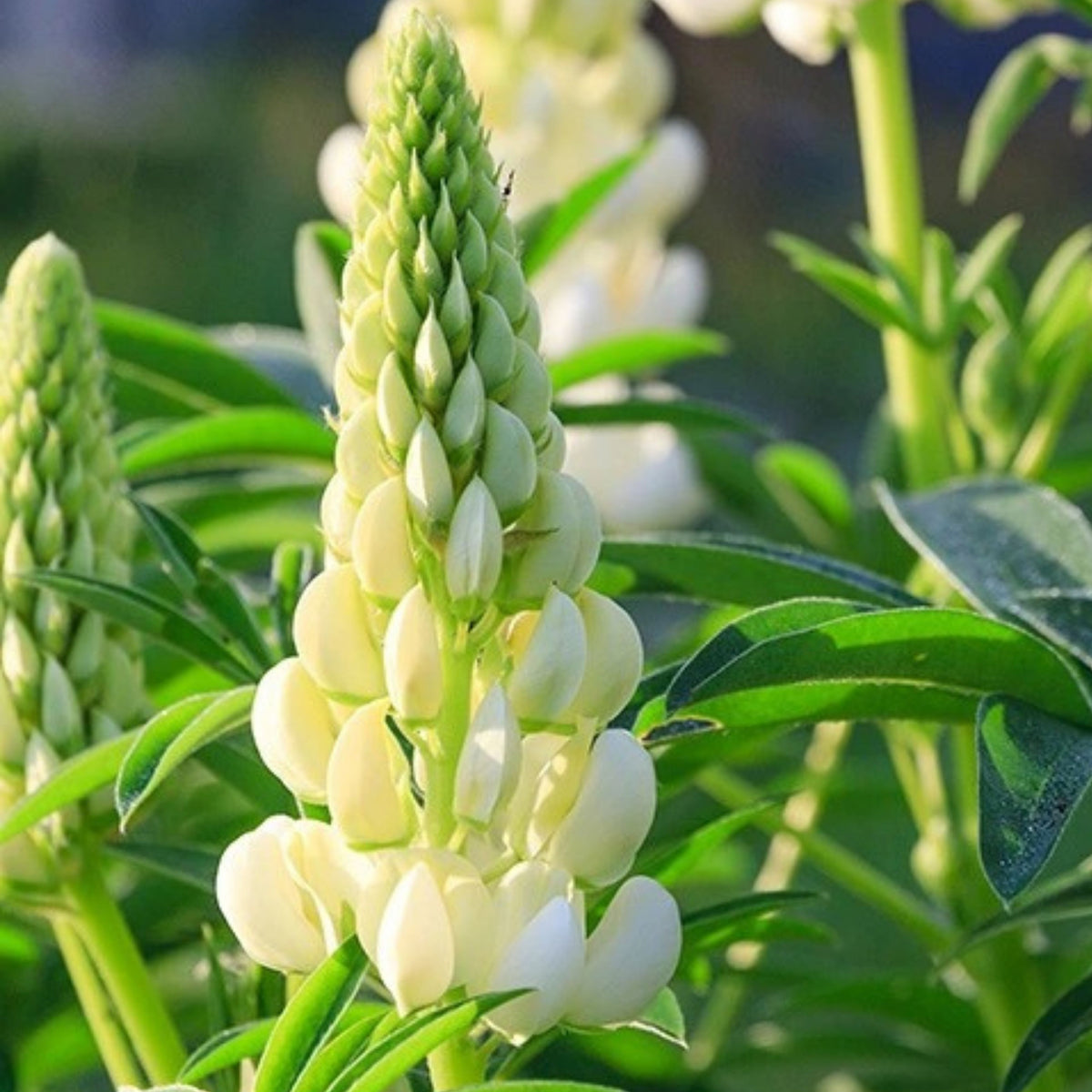 Noble Maiden Lupine Seeds - Bluebonnet