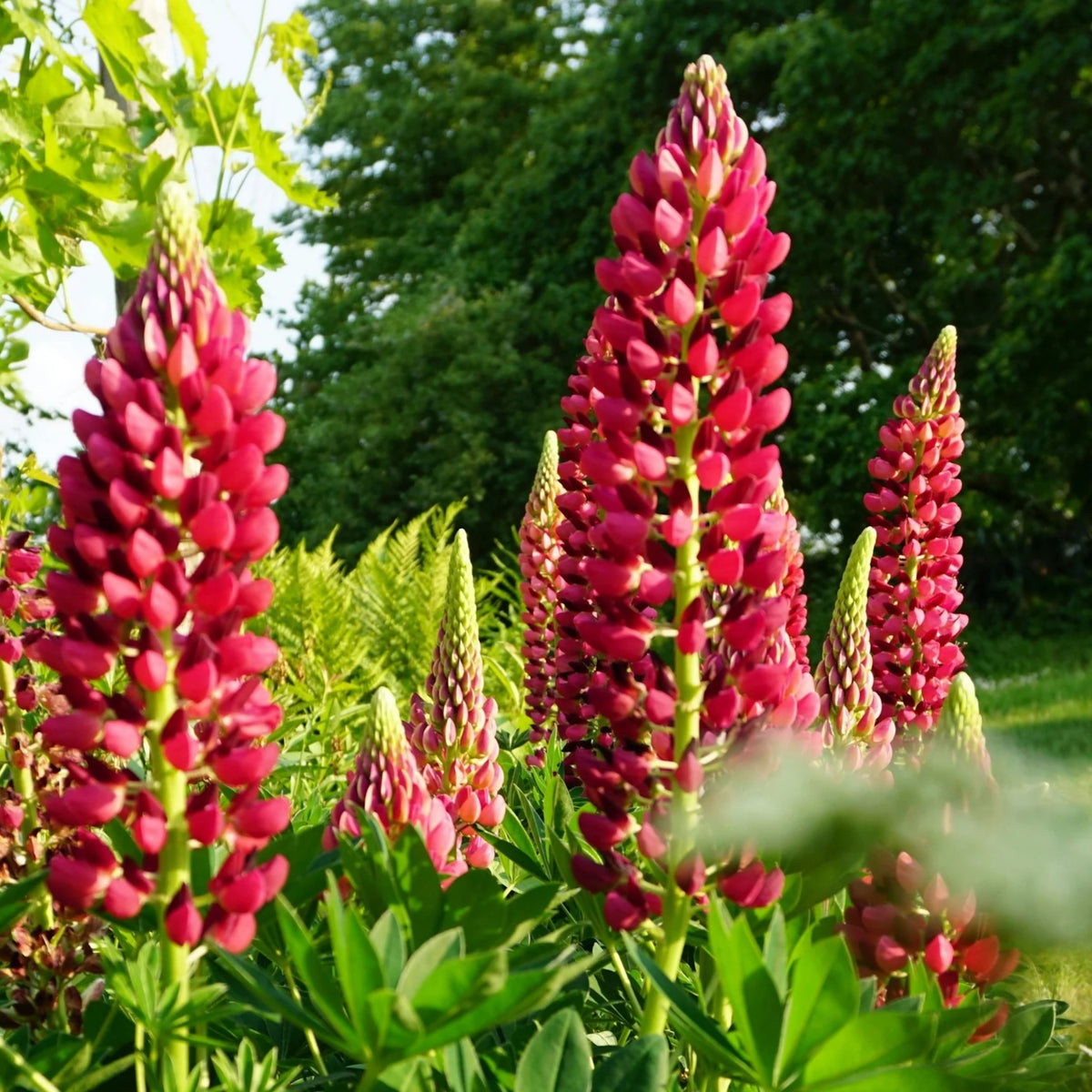 My Castle Lupine Seeds - Bluebonnet