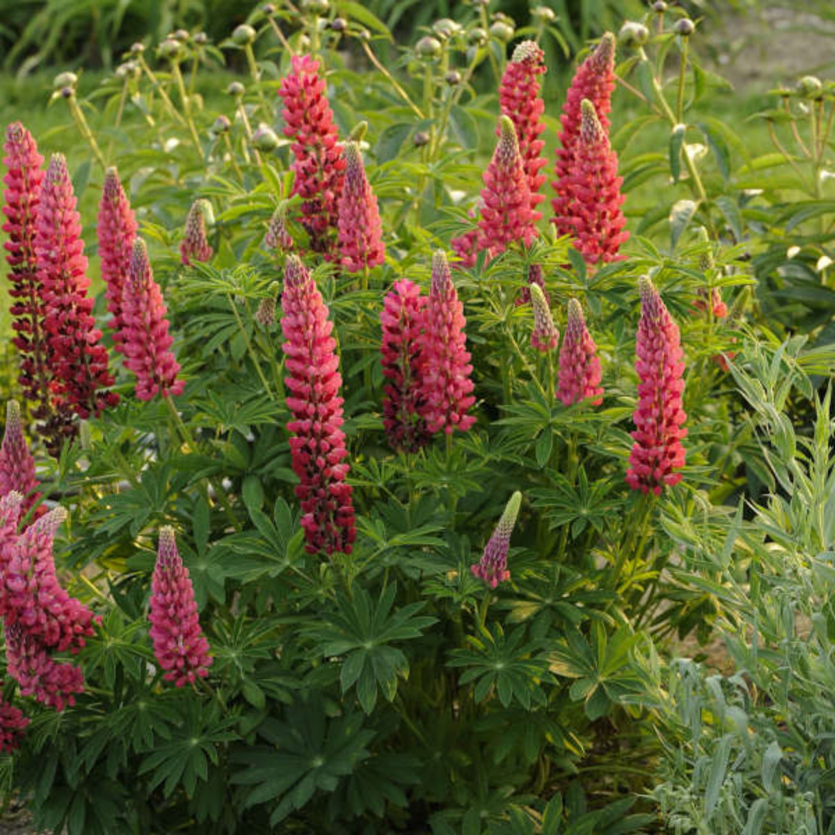 Lupinus ‘Beefeater’ (Lupine) Seeds