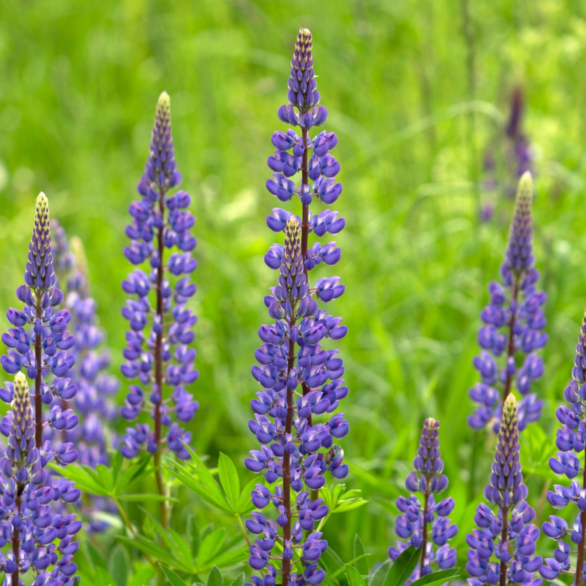 Masterpiece Lupine (Lupinus ‘Masterpiece’) Seeds - Lupine Seeds