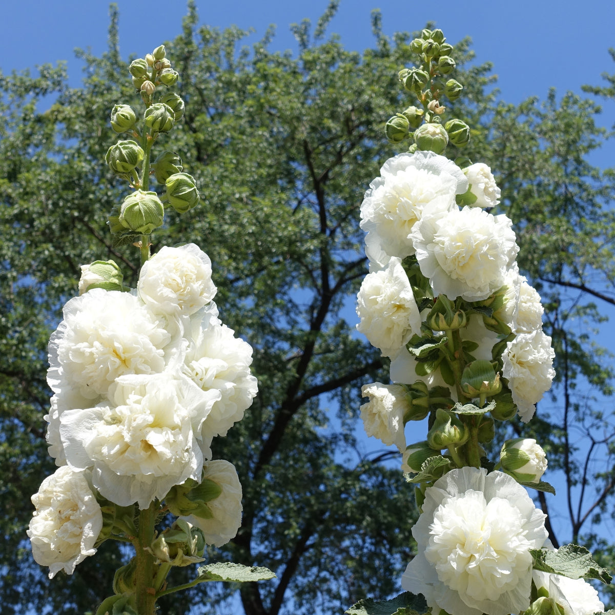 White the Bride Hollyhock Seeds - Alcea Rosea Seeds, 20 seeds