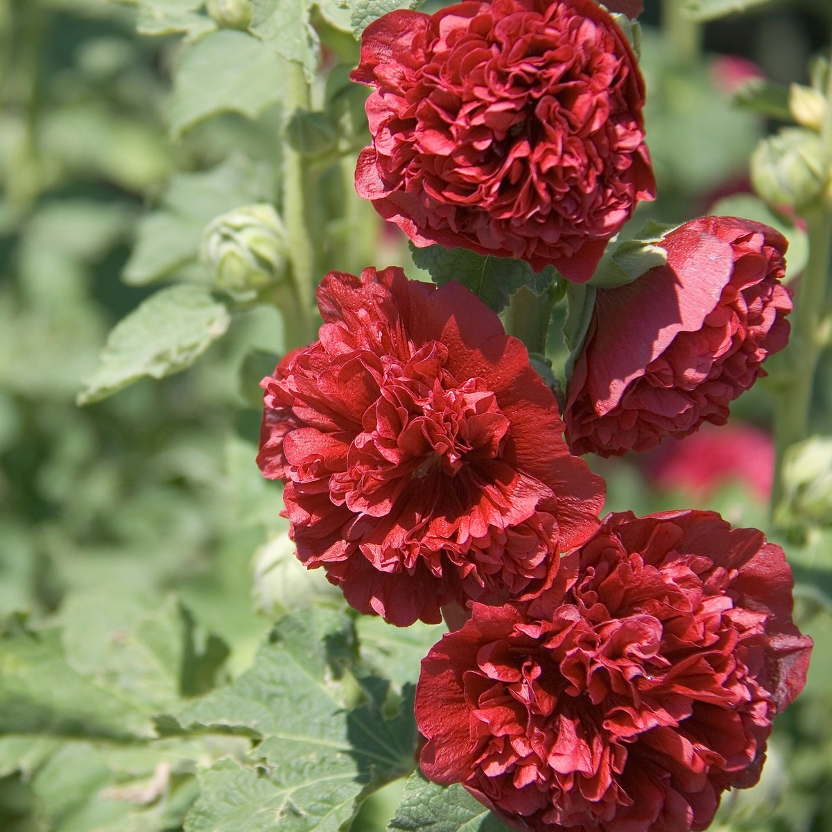 O Hara Hollyhock Seeds - Alcea Rosea Seeds, 20 seeds