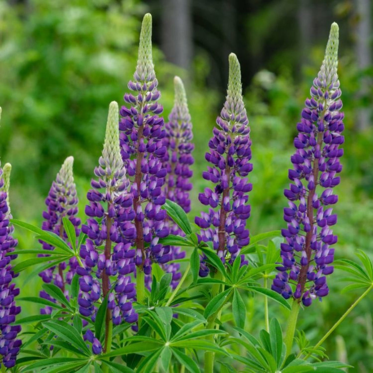 Masterpiece Lupine (Lupinus ‘Masterpiece’) Seeds - Lupine Seeds