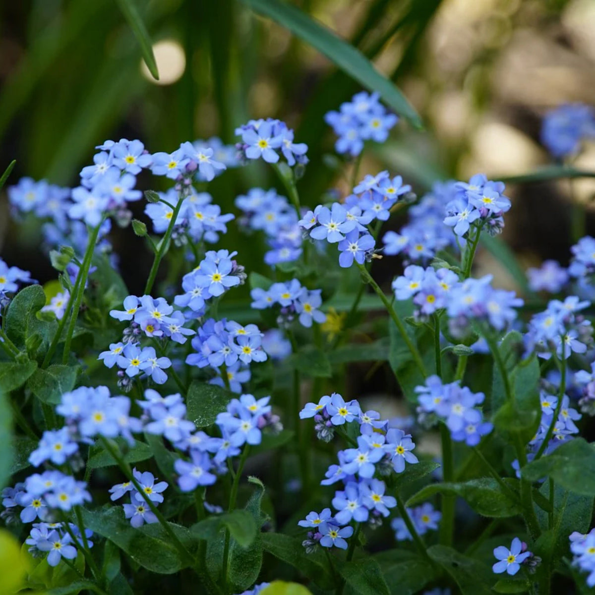 Myosotis Arvensis (Field Forget-Me-Not) Seeds