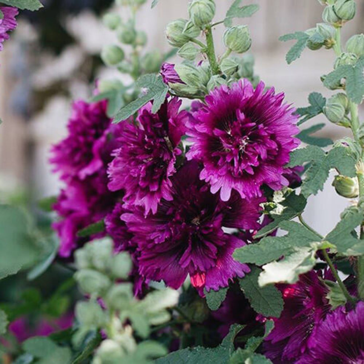 Queeny Purple Hollyhock Seeds - Alcea Rosea Seeds, 20 seeds
