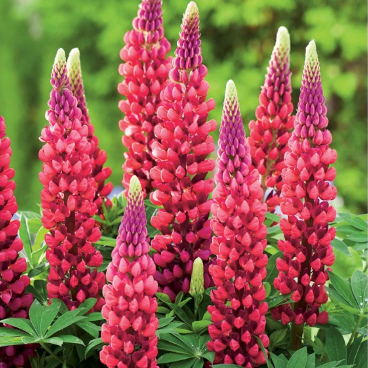 Lupinus ‘Beefeater’ (Lupine) Seeds