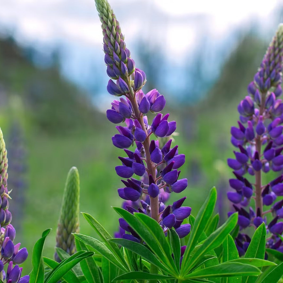 Masterpiece Lupine (Lupinus ‘Masterpiece’) Seeds - Lupine Seeds