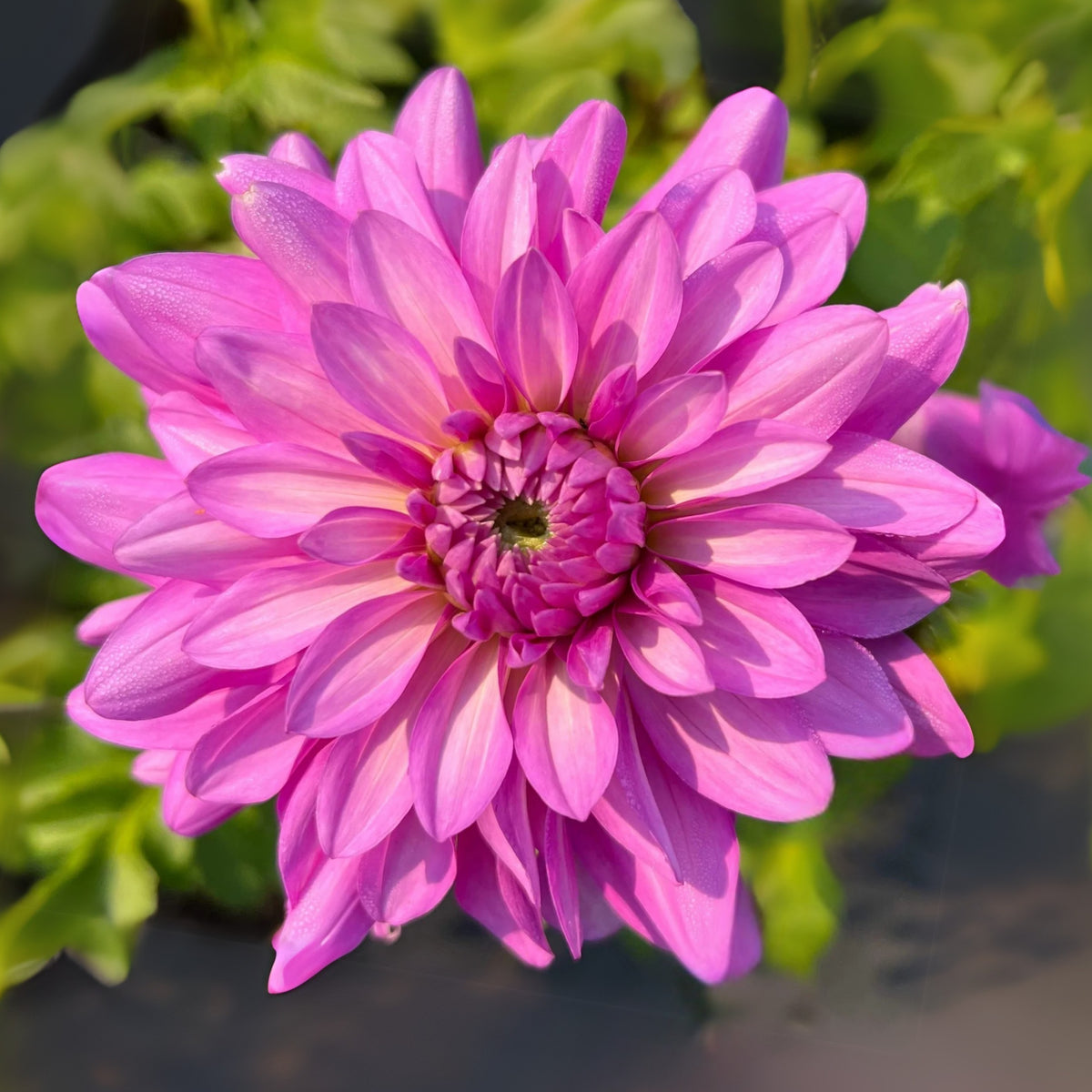 40+ Rare Seeds - Bluetiful Dahlia Seeds, Container