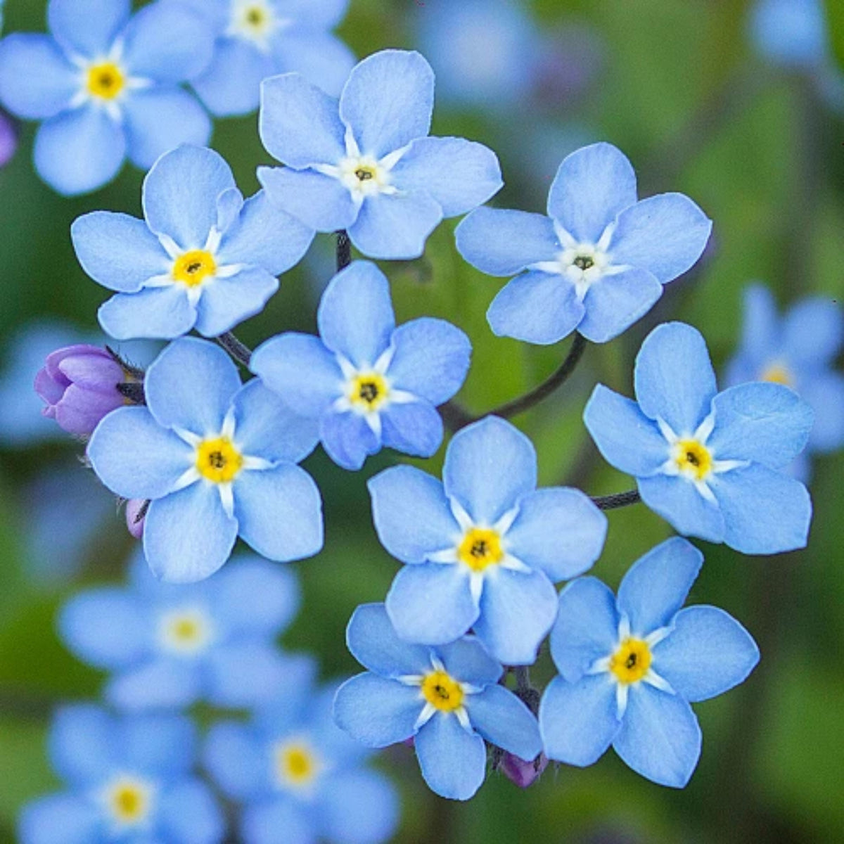 Myosotis Arvensis (Field Forget-Me-Not) Seeds - Bee Friendly