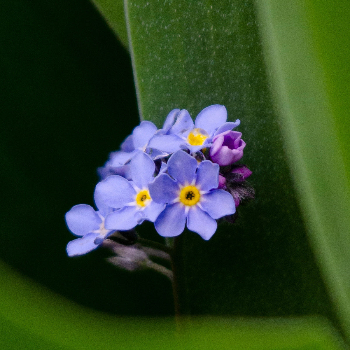 Myosotis Alpestris 'Carmine King' Seeds - Bee Friendly
