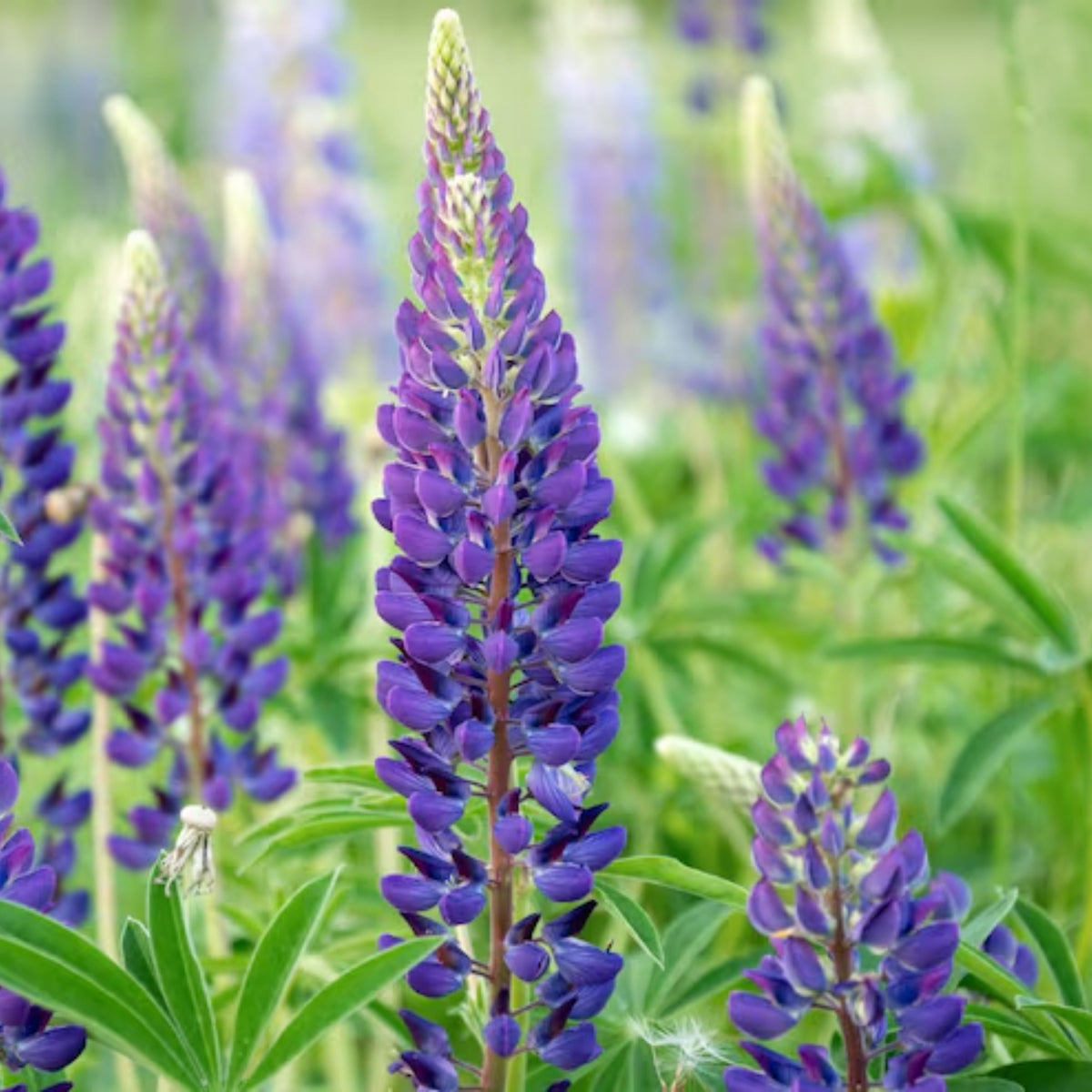 Masterpiece Lupine (Lupinus ‘Masterpiece’) Seeds - Lupine Seeds