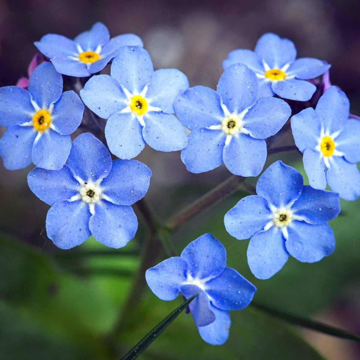 Myosotis Arvensis (Field Forget-Me-Not) Seeds - Bee Friendly
