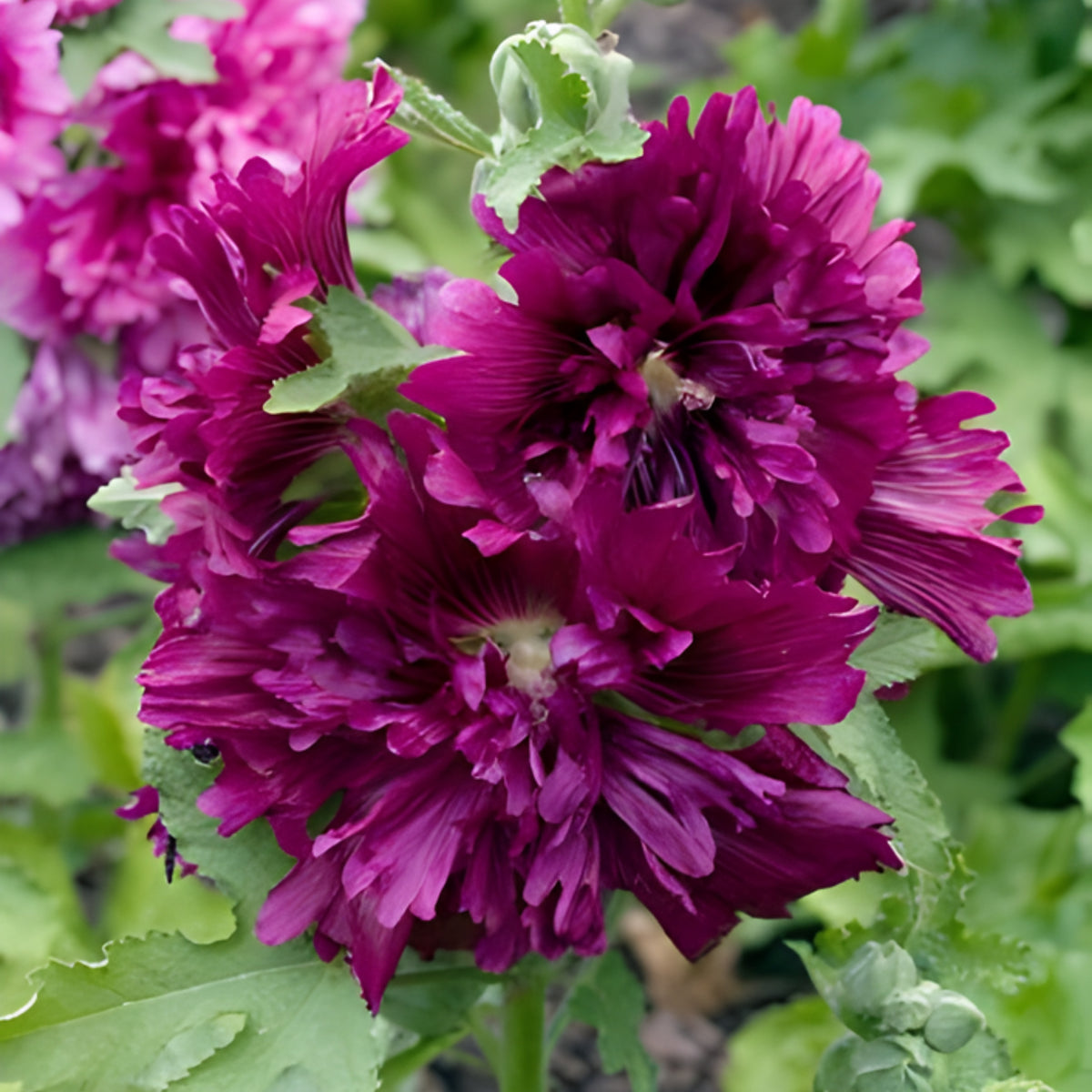 Queeny Purple Hollyhock Seeds - Alcea Rosea Seeds, 20 seeds