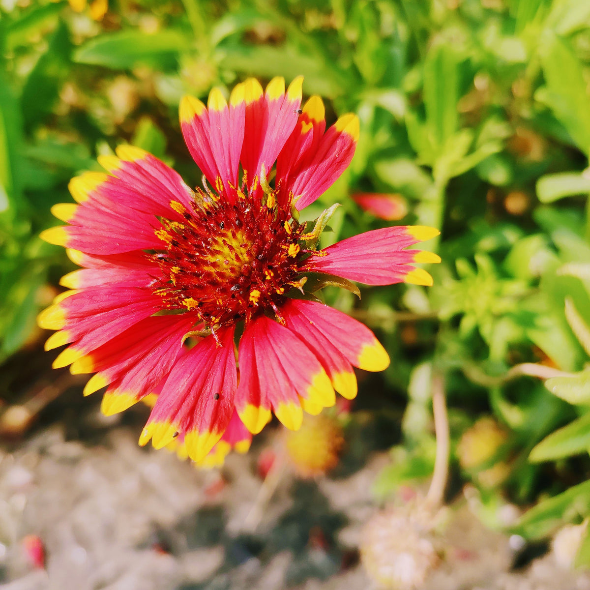 Gaillardia Pulchella 'Indian Blanket Seeds - Blanket Flower, 20 seeds