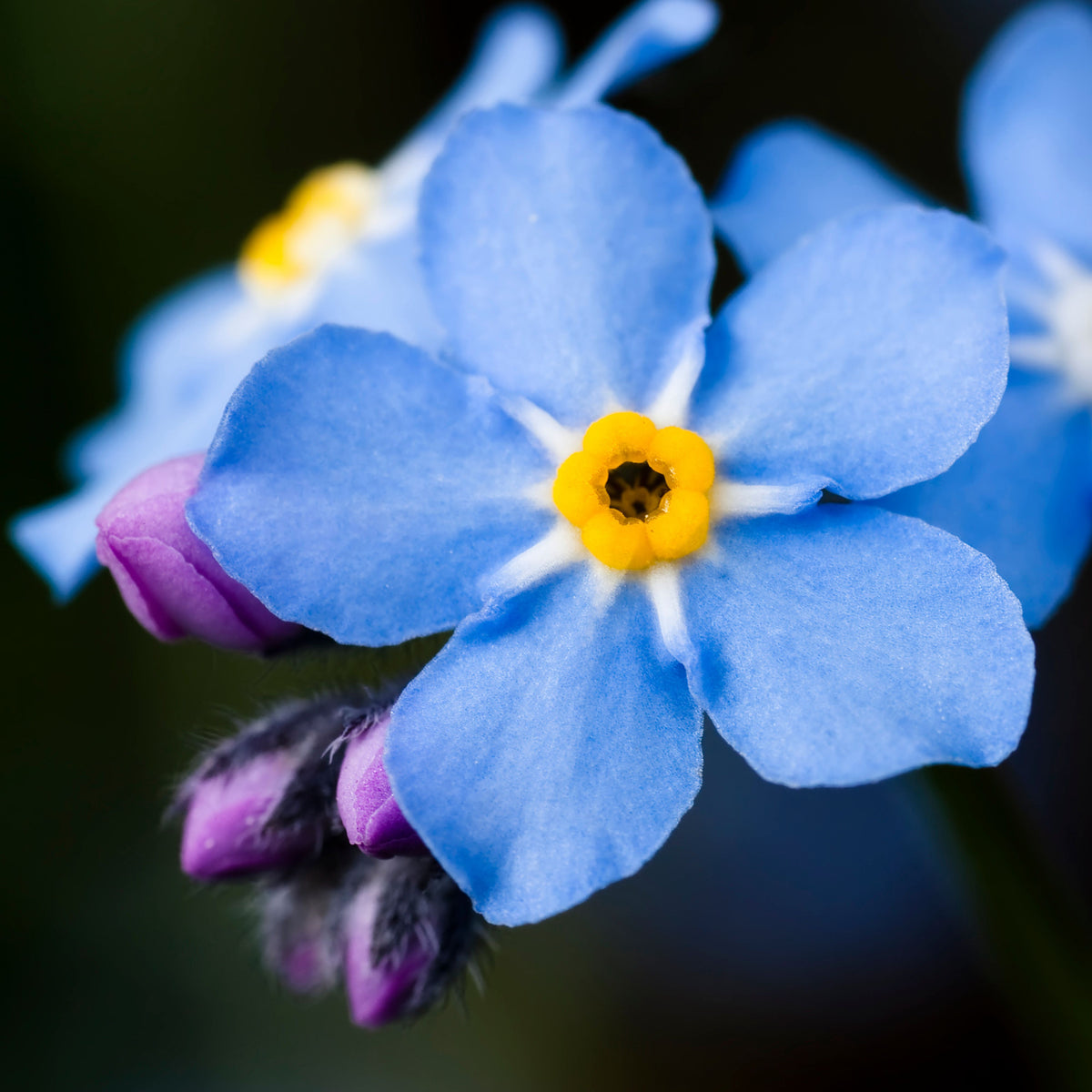 Myosotis Alpestris 'Carmine King' Seeds - Bee Friendly