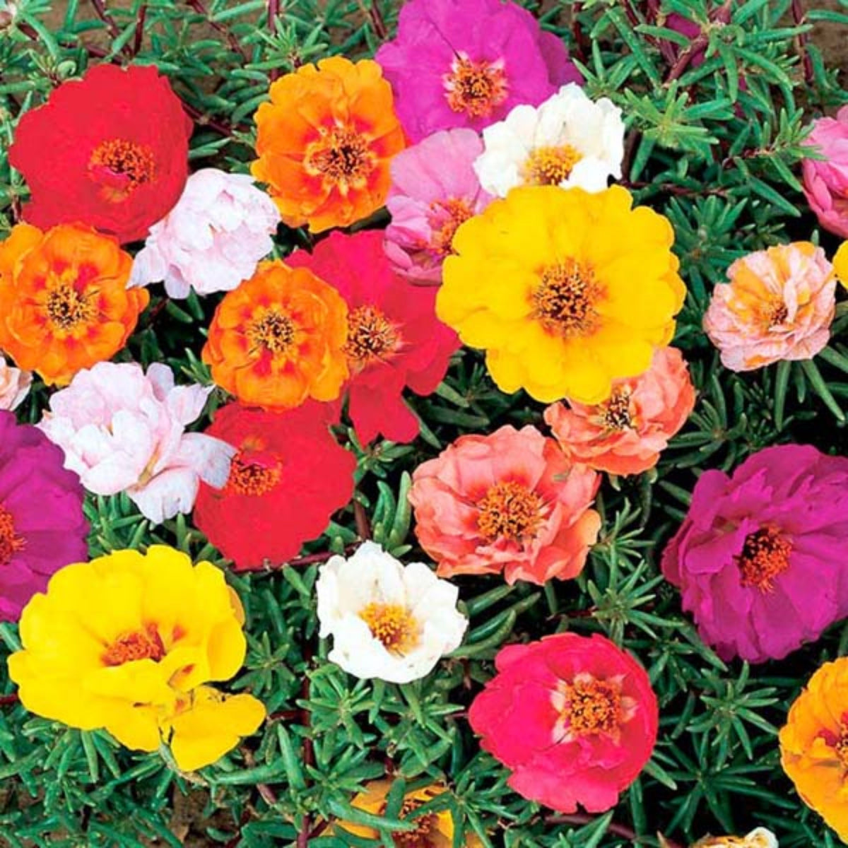 Moss Rose 'Happy Hour' Seeds - Moss Rose Seeds, 30 seeds