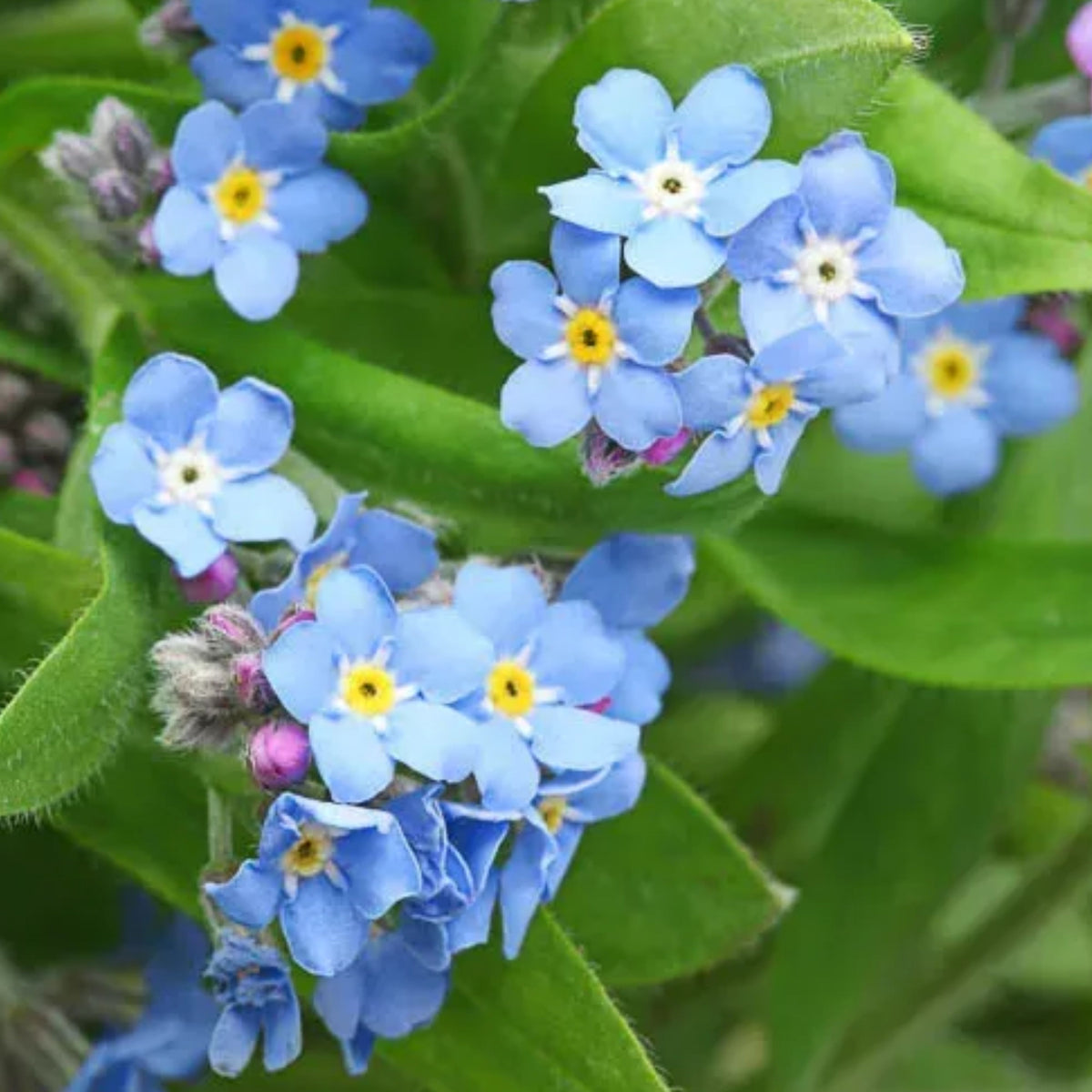 Myosotis Arvensis (Field Forget-Me-Not) Seeds - Bee Friendly