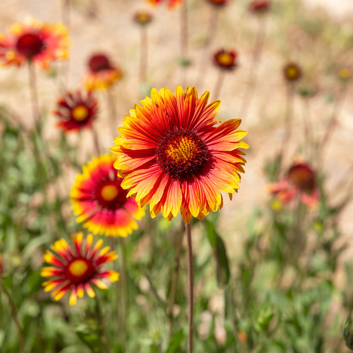 Gaillardia Pulchella 'Indian Blanket Seeds - Blanket Flower, 20 seeds