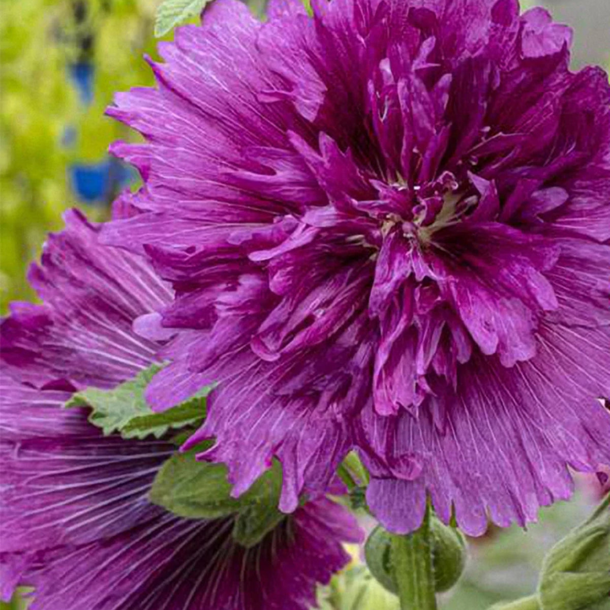 Queeny Purple Hollyhock Seeds - Alcea Rosea Seeds, 20 seeds